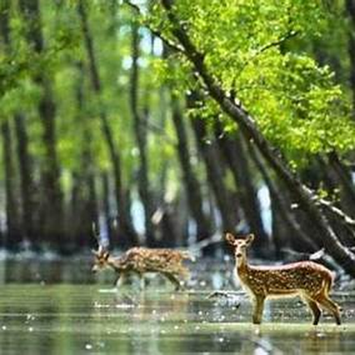 Sundarbans Adventure Package